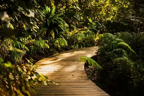 Timber boardwalk through indigenous greenery at Zululami